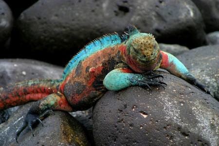 Iguana colorada - Islas Galápagos